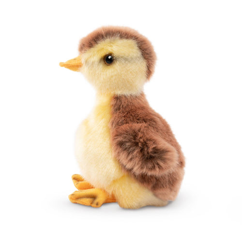 Living Nature Mallard Duckling